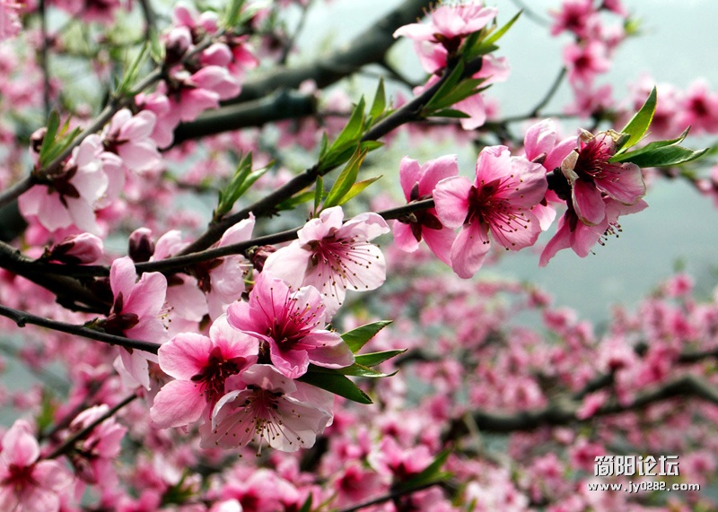 龙泉山花十二副本.jpg