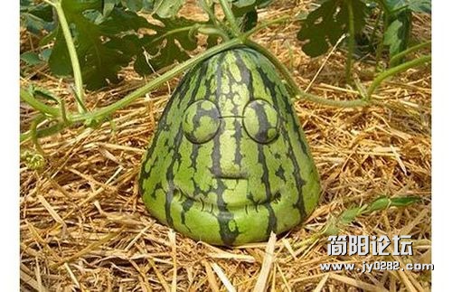 世界各地奇形怪状的水果3xvkp.jpg