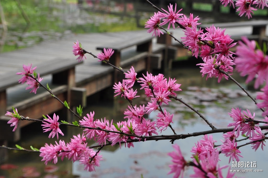 菊桃花.jpg
