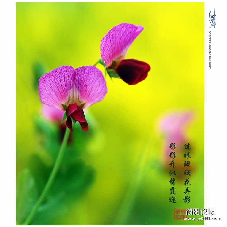 豌豆花——03副本.jpg