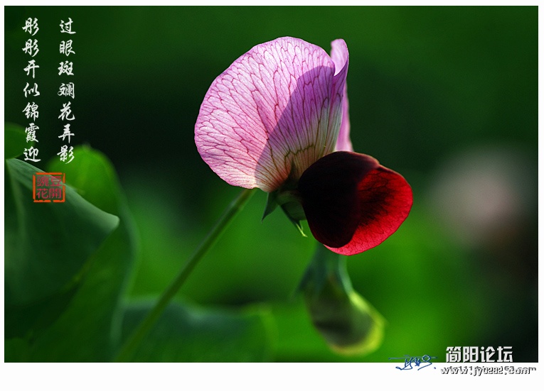 豌豆花——12副本.jpg