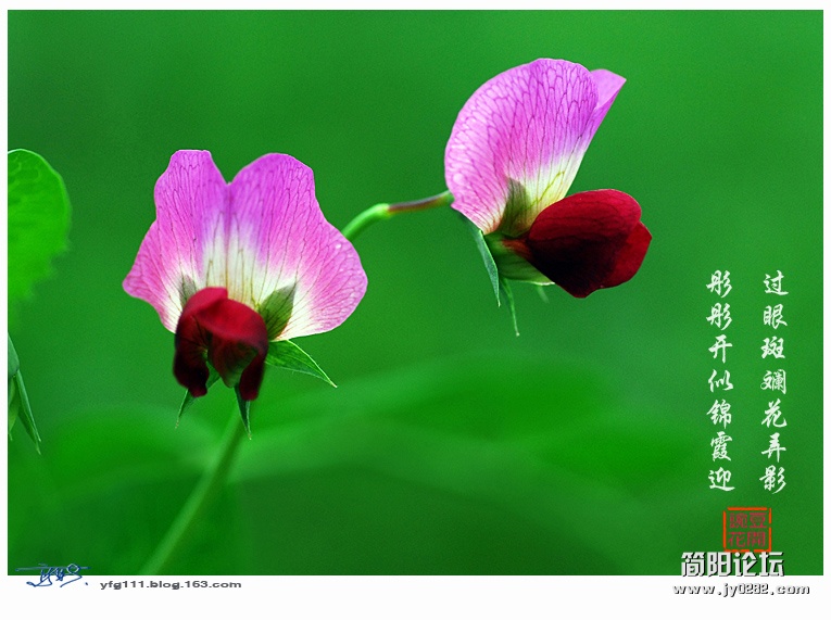 豌豆花——09副本.jpg