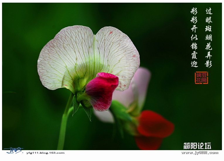 豌豆花——08副本.jpg