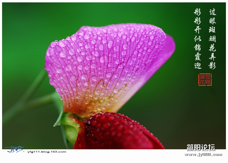 豌豆花——07副本.jpg