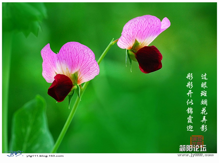 豌豆花——16副本.jpg