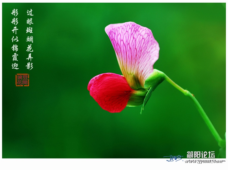 豌豆花——14副本.jpg