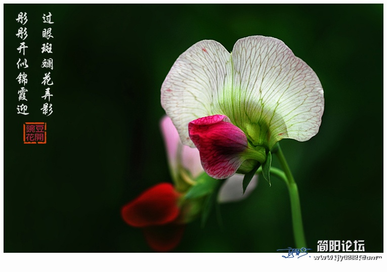 豌豆花——13.jpg