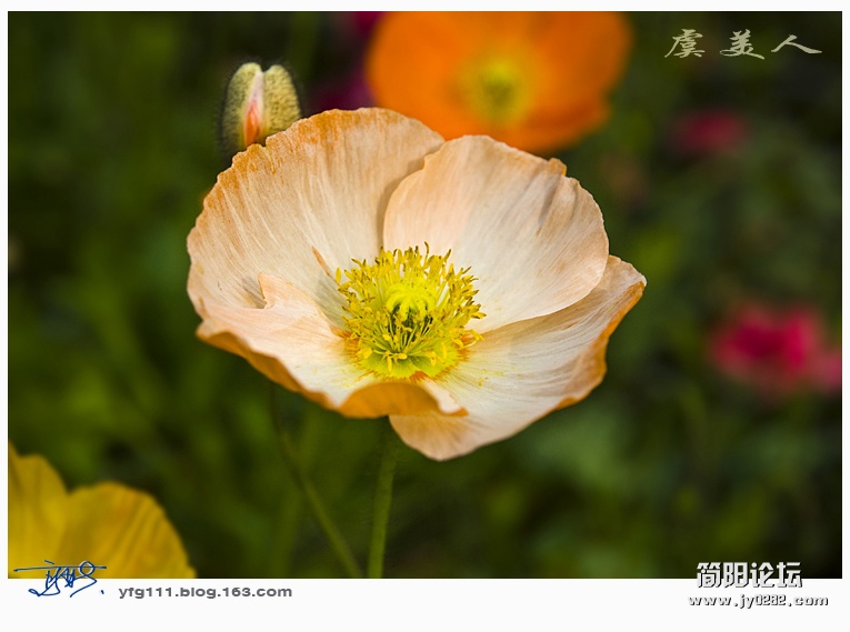 虞美人——05.jpg