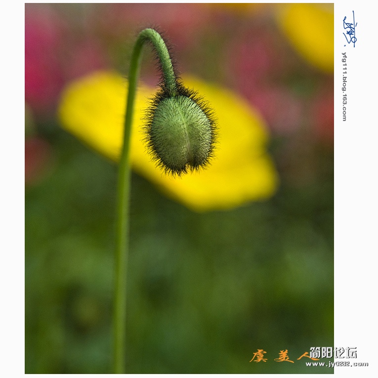 虞美人——11副本.jpg