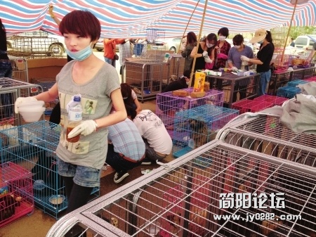 志愿者们在救助狗。