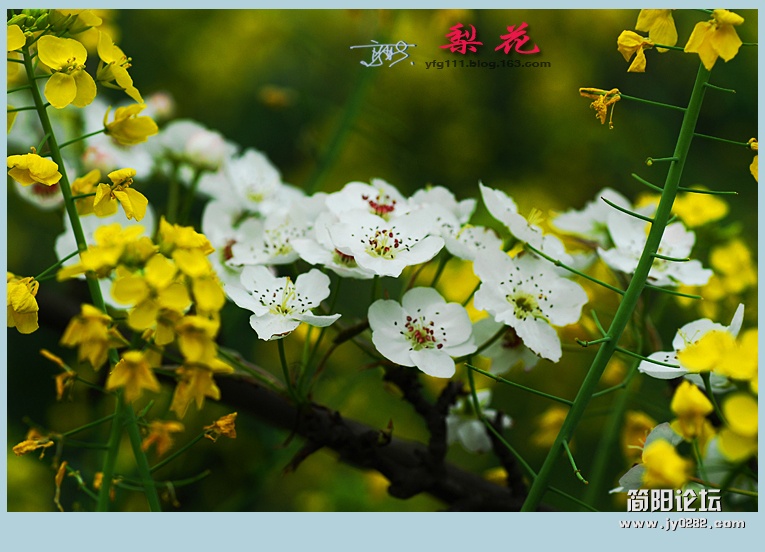 梨花——11.jpg