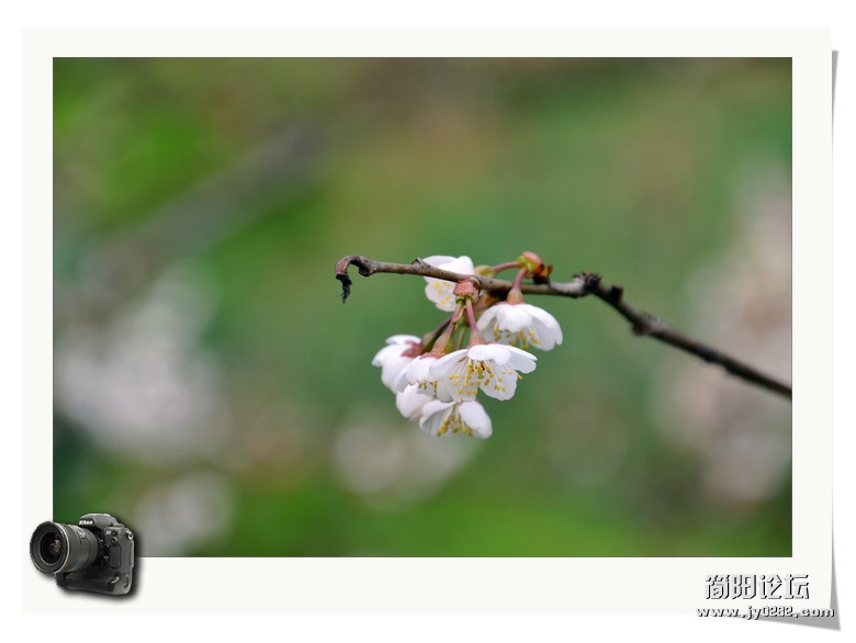 2012.3.11拍摄于樱桃沟