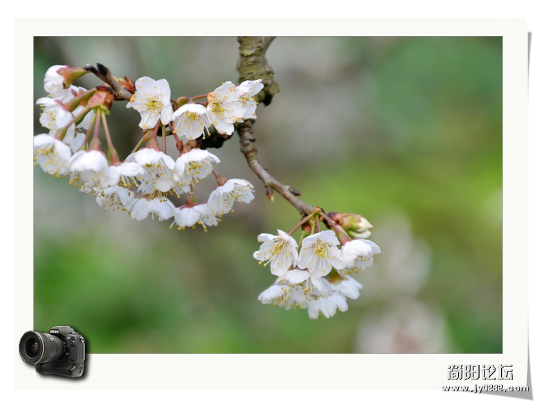 2012.3.11拍摄于樱桃沟