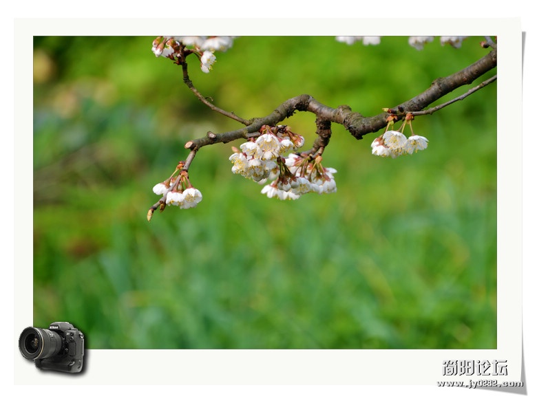 2012.3.11拍摄于樱桃沟