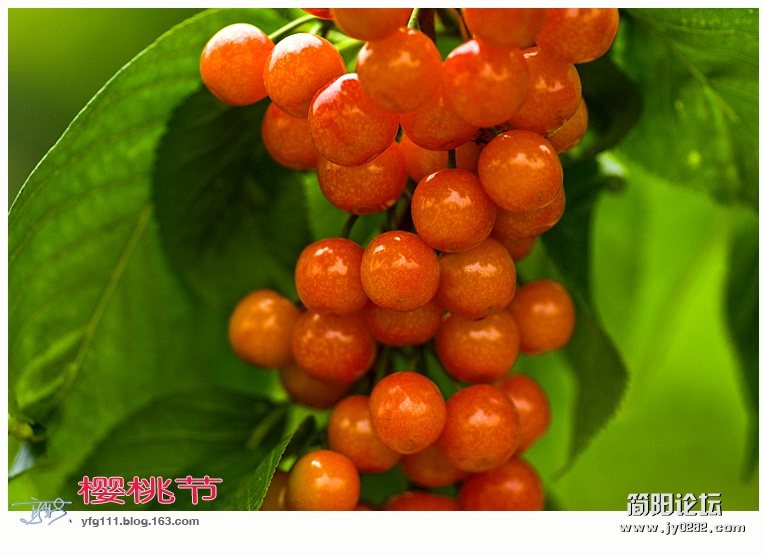 樱桃节——13.jpg