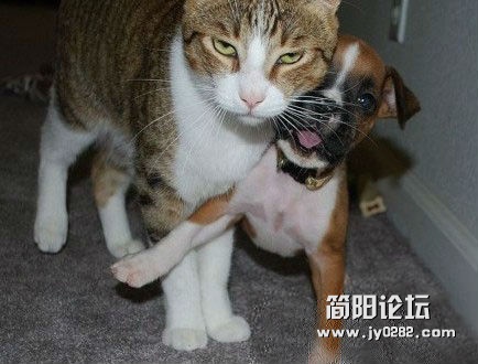 猫爷，息怒息怒，千万别冲动啊。。。.jpg