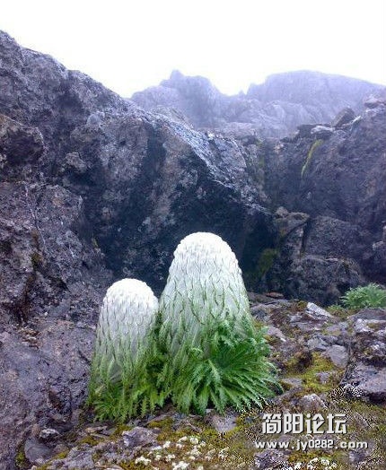 武侠小说中，各路武林豪杰梦寐以求的“天山雪莲”，原来是介个样子。。。。.jpg