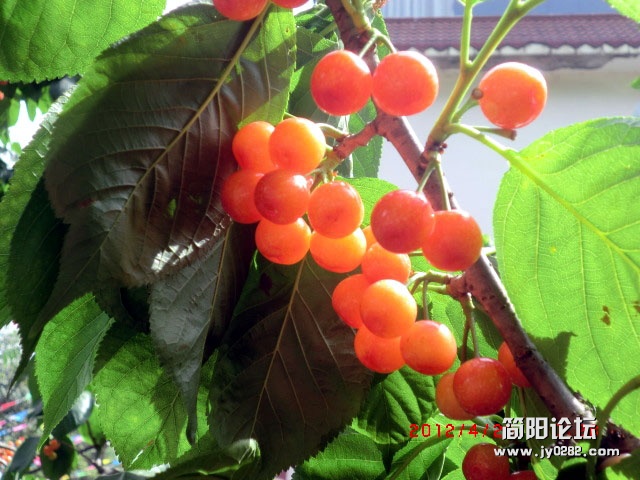 樱桃沟17.jpg