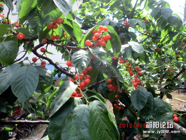 樱桃沟19.jpg