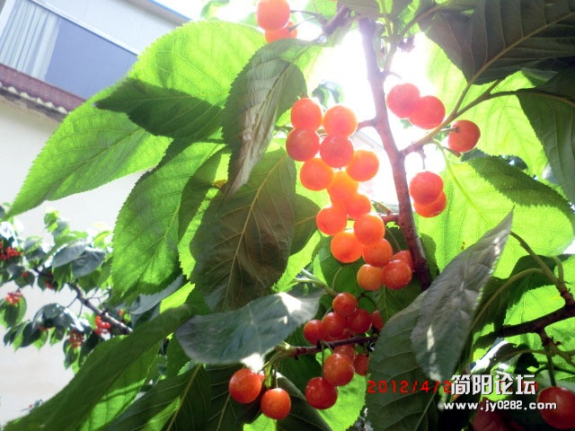 樱桃沟20.jpg