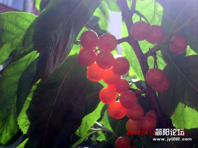 樱桃沟21.jpg