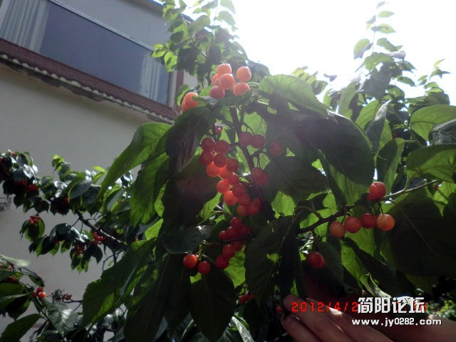 樱桃沟22.jpg
