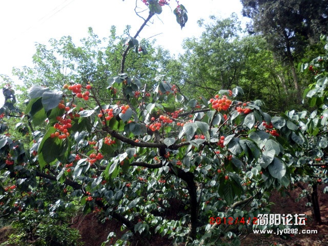 樱桃沟.3.jpg