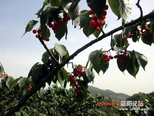樱桃沟.6.jpg