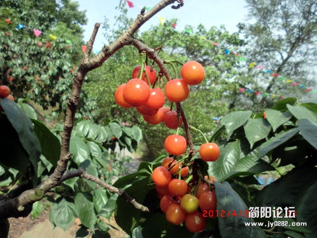 樱桃沟.9.jpg