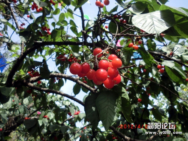 樱桃沟.10.jpg