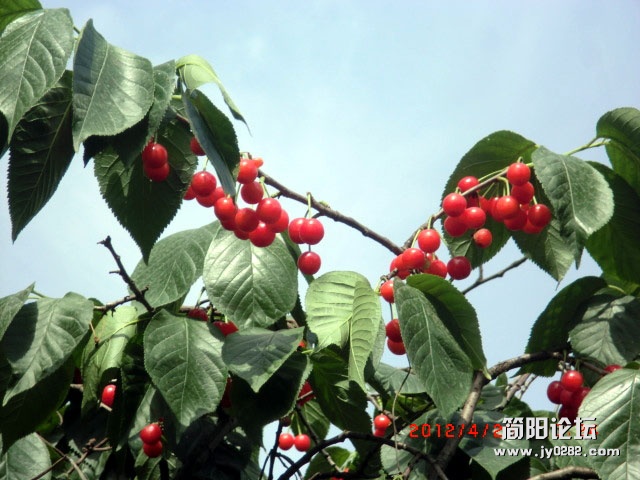 樱桃沟.11.jpg