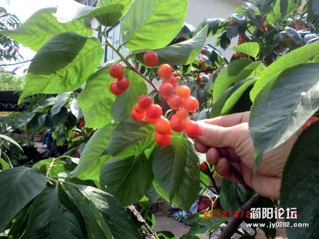 樱桃沟.14.jpg