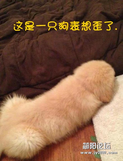 这是一只狗表想歪了_副本.jpg