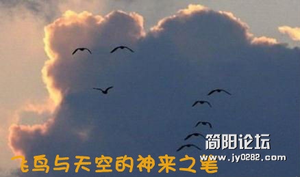 飞鸟与天空的神来之笔。_.jpg