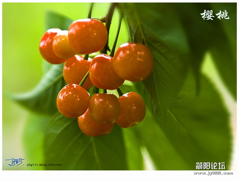 家乡樱桃——16.jpg