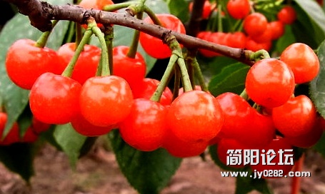 樱桃-1-wl.jpg
