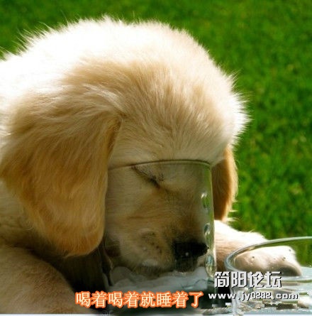 喝着喝着就睡着了_副本.jpg