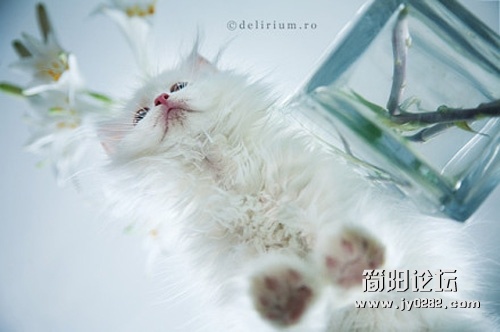 A5CE6C8E35AC7F566890C79C5EF4BA3F.jpg