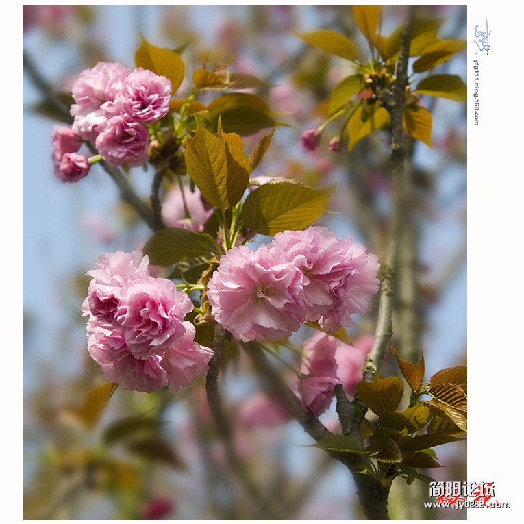 樱花——05.jpg