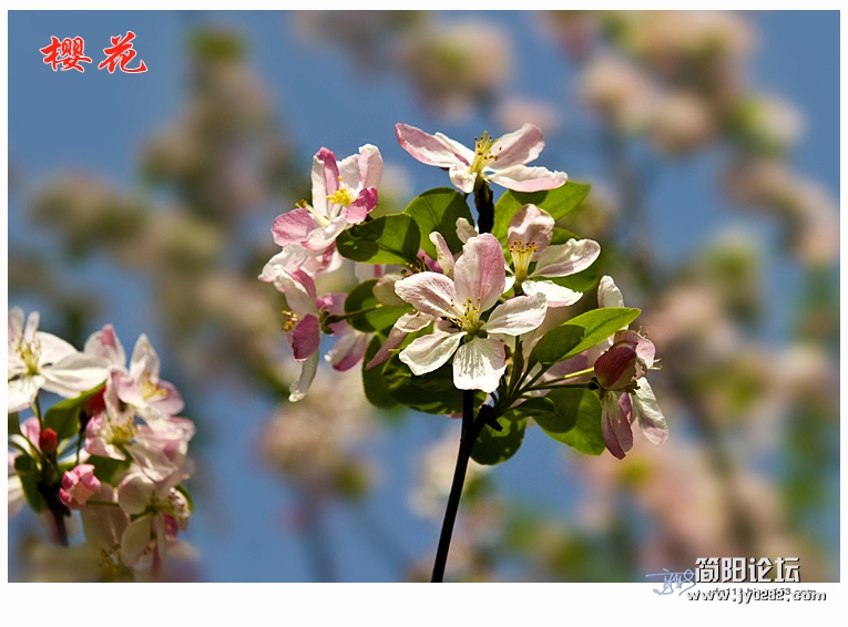 樱花——04.jpg