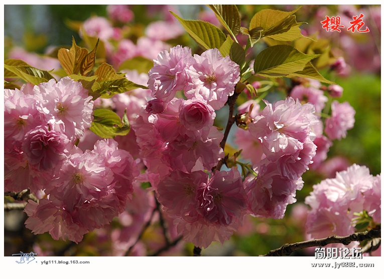 樱花——11.jpg