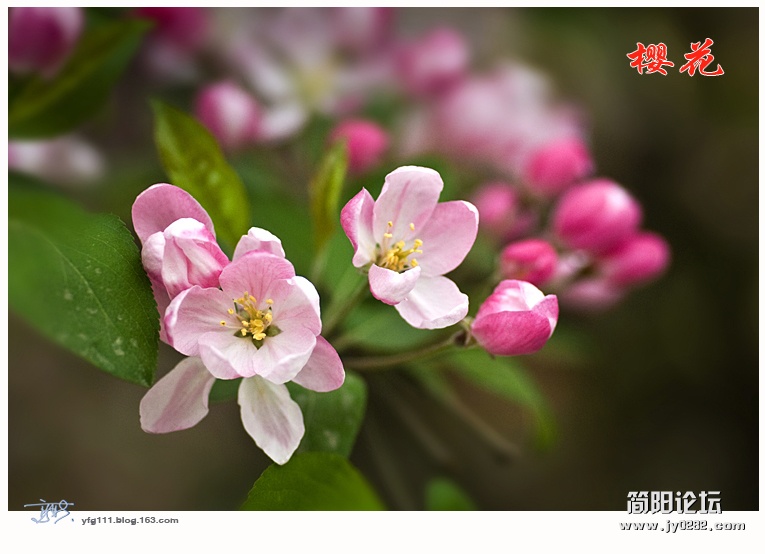 樱花——10.jpg