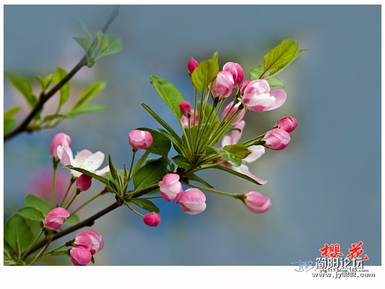 樱花——08.jpg