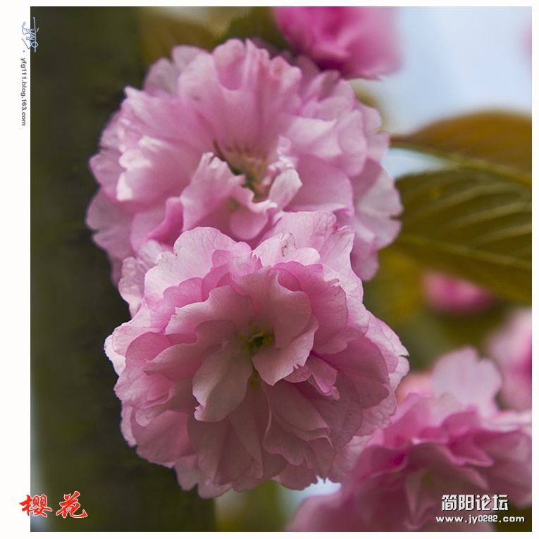 樱花——17.jpg