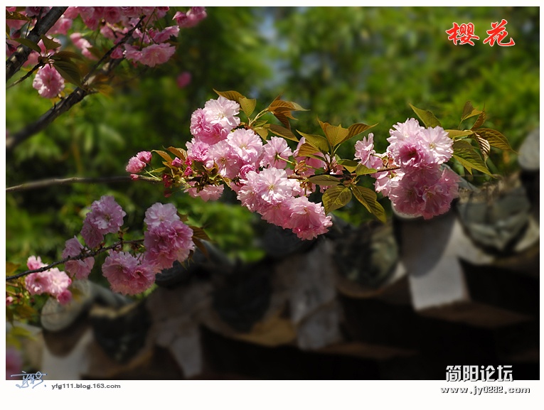 樱花——15.jpg