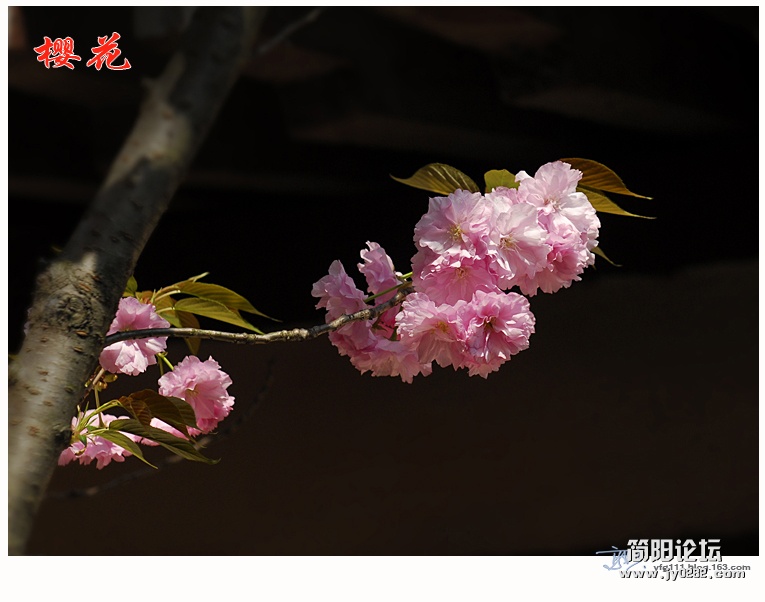 樱花——14.jpg