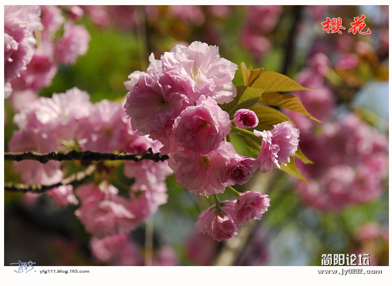 樱花——13.jpg