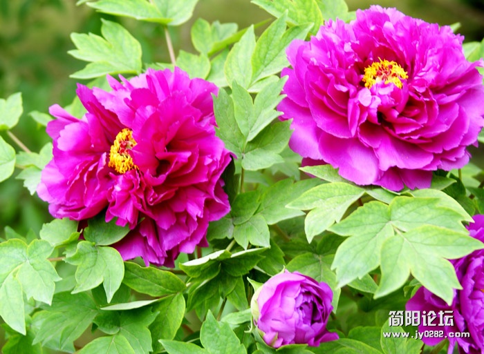 牡丹03.jpg