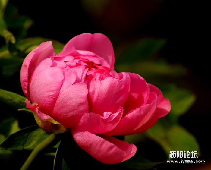 牡丹05.jpg