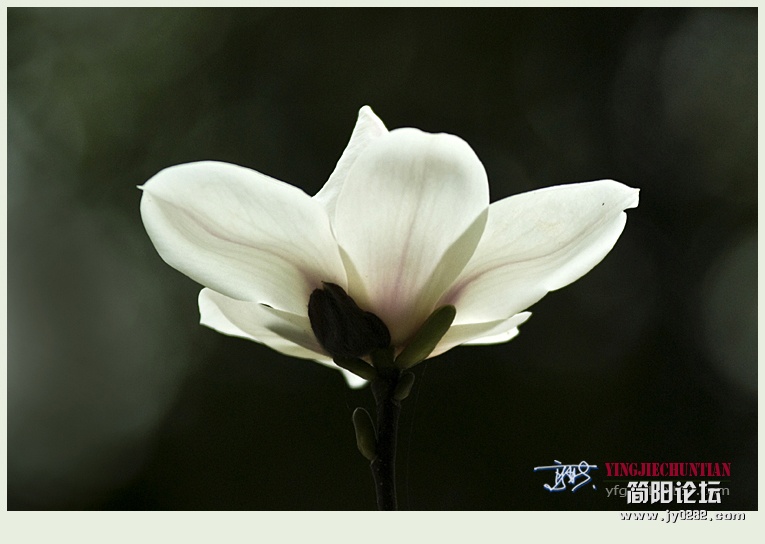 迎春（一）——12.jpg